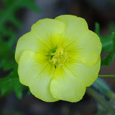 Attēlu rezultāti vaicājumam “Onagraceae”