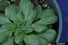 Attēlu rezultāti vaicājumam “Draba nemorosa”