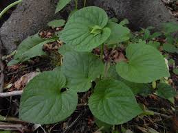 Attēlu rezultāti vaicājumam “Viola mirabilis leaf”