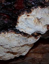 Attēlu rezultāti vaicājumam “Ischnoderma benzoinum”