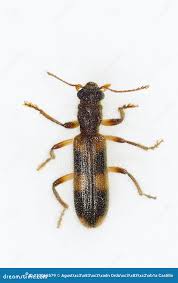 Attēlu rezultāti vaicājumam “Cleridae”