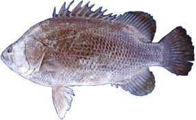 Image result for Lobotes surinamensis