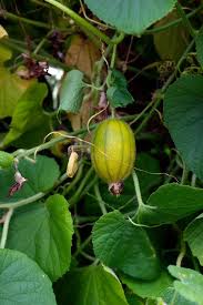 Attēlu rezultāti vaicājumam “Thladiantha dubia leaf”