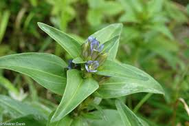 Attēlu rezultāti vaicājumam “Gentiana cruciata leaf”