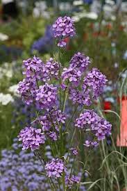 Attēlu rezultāti vaicājumam “Hesperis matronalis”