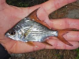 Image result for Eugerres plumieri