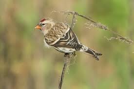 Attēlu rezultāti vaicājumam “Carduelis flammea”