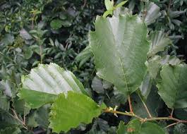 Attēlu rezultāti vaicājumam “Alnus glutinosa leaf”
