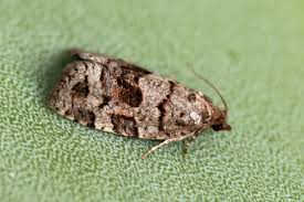 Attēlu rezultāti vaicājumam “Dichelia histrionana”