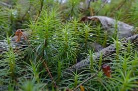 Attēlu rezultāti vaicājumam “Polytrichum commune”