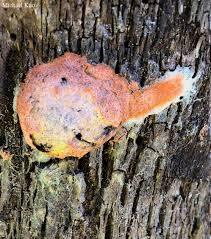 Attēlu rezultāti vaicājumam “Fuligo septica cf. rufa spores”