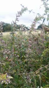 Attēlu rezultāti vaicājumam “Sphacelotheca hydropiperis”