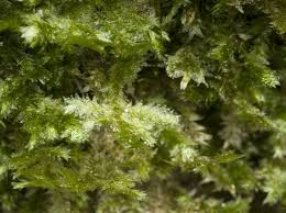 Attēlu rezultāti vaicājumam “Neckera pennata”