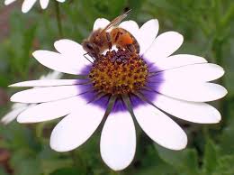 Image result for Dimorphotheca pluvialis