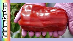 Afbeeldingsresultaat voor giant 3 sweet pepper