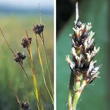 Attēlu rezultāti vaicājumam “Luzula luzuloides fruit”