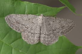 Attēlu rezultāti vaicājumam “Charissa ambiguata”