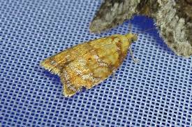 Attēlu rezultāti vaicājumam “Acleris bergmanniana”