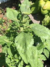 Attēlu rezultāti vaicājumam “Amaranthus retroflexus leaf”