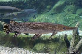 Image result for Atractosteus spatula