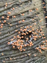 Attēlu rezultāti vaicājumam “Hemitrichia decipiens”