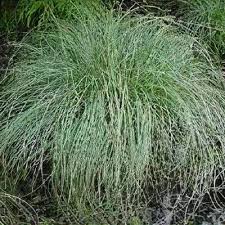 Attēlu rezultāti vaicājumam “Carex acuta leaf”