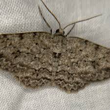 Attēlu rezultāti vaicājumam “Ectropis crepuscularia”