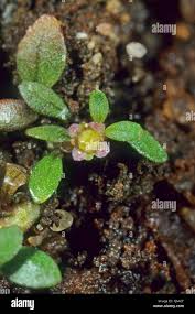 Attēlu rezultāti vaicājumam “Elatinaceae”