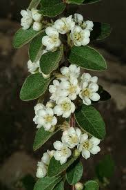 Attēlu rezultāti vaicājumam “Cotoneaster multiflorus”