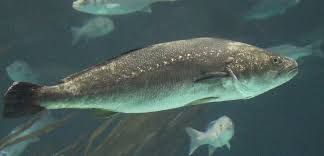 Image result for Argyrosomus regius