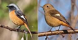Attēlu rezultāti vaicājumam “Phoenicurus phoenicurus female”