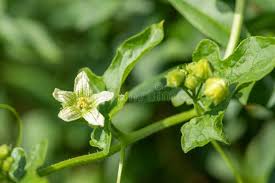 Attēlu rezultāti vaicājumam “Bryonia alba flower”