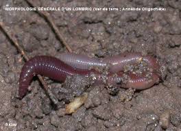 Attēlu rezultāti vaicājumam “Annelides”