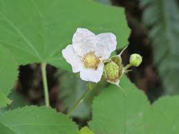 Attēlu rezultāti vaicājumam “Rubus parviflorus”