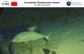 Image result for Pseudocaranx dentex