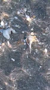 Image result for Sinistrofulgur perversum