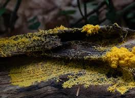 Attēlu rezultāti vaicājumam “Fuligo laevis spores”