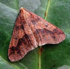 Attēlu rezultāti vaicājumam “Erannis defoliaria”
