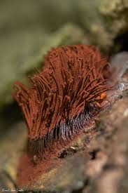 Attēlu rezultāti vaicājumam “Stemonitis axifera spores”