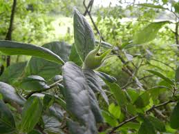 Attēlu rezultāti vaicājumam “Mespilus germanica leaf”