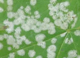 Attēlu rezultāti vaicājumam “Sawadaea tulasnei”