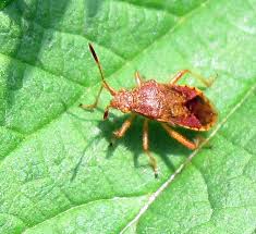 Attēlu rezultāti vaicājumam “Rhopalus maculatus”