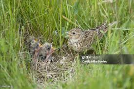 Attēlu rezultāti vaicājumam “Alauda arvensis adult”