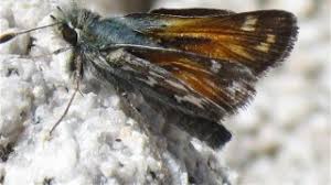 Attēlu rezultāti vaicājumam “Hesperia comma male”