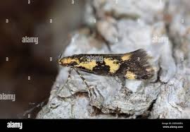 Attēlu rezultāti vaicājumam “Denisia similella”