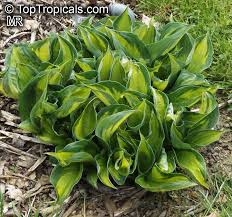 Attēlu rezultāti vaicājumam “Hosta sp. leaf”