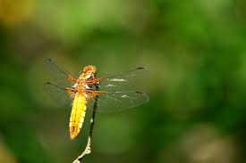 Attēlu rezultāti vaicājumam “Libellula depressa female”