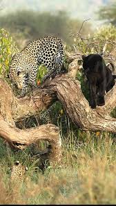 Attēlu rezultāti vaicājumam “Lycogala leopardinum macro”