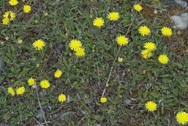 Image result for Hieracium pilosella