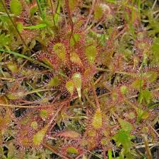 Attēlu rezultāti vaicājumam “Drosera x obovata”